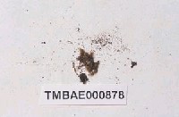 藏品(東亞小穗苔)的圖片